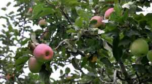 Яблоня бессемянка мичуринская: описание сорта, особенности ухода