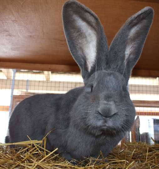 Кролики породы ризен: описание, фото, характеристики
