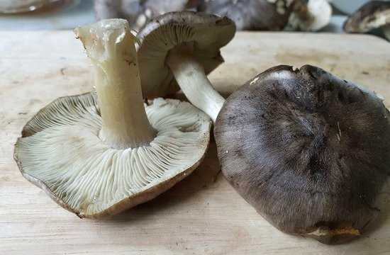 Сколько варить сушеные грибы (после замачивания)?