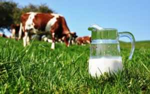 Почему у коровы горчит молоко: причины и решение
почему у коровы горчит молоко: причины и решение