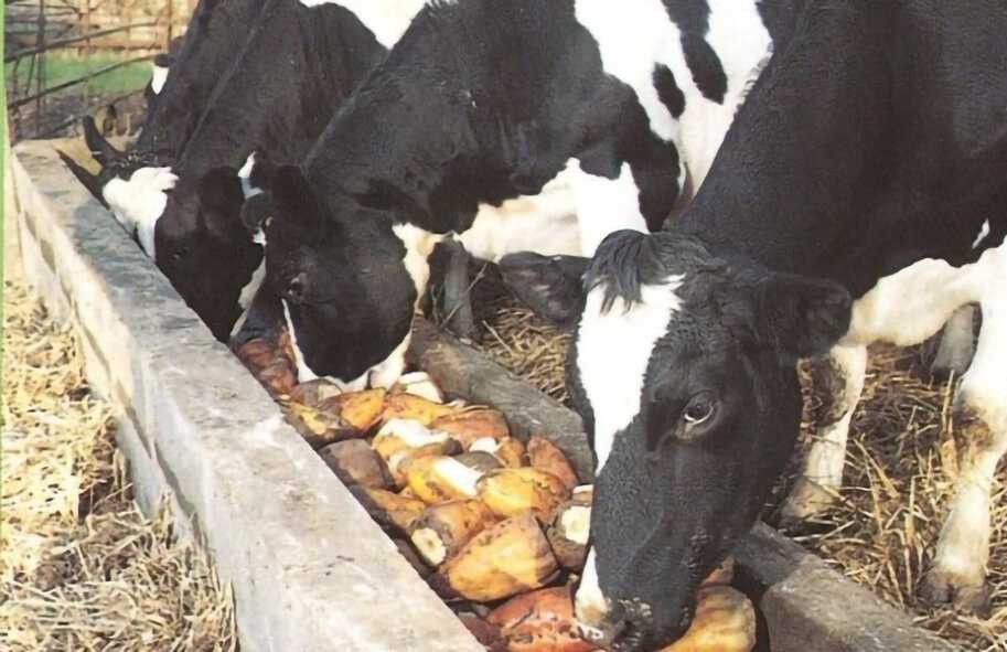 Сколько сена нужно корове на зиму: сколько ест и съедает - тюки в день зимой, сколько нужно в год в кг
