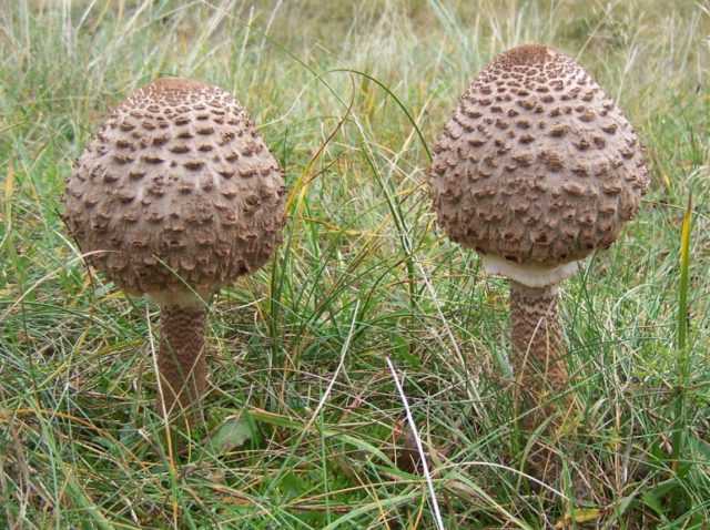 Грибы зонтики съедобные и ядовитые: фото и описание, как отличить зонтик от ядовитых грибов, как правильно готовить