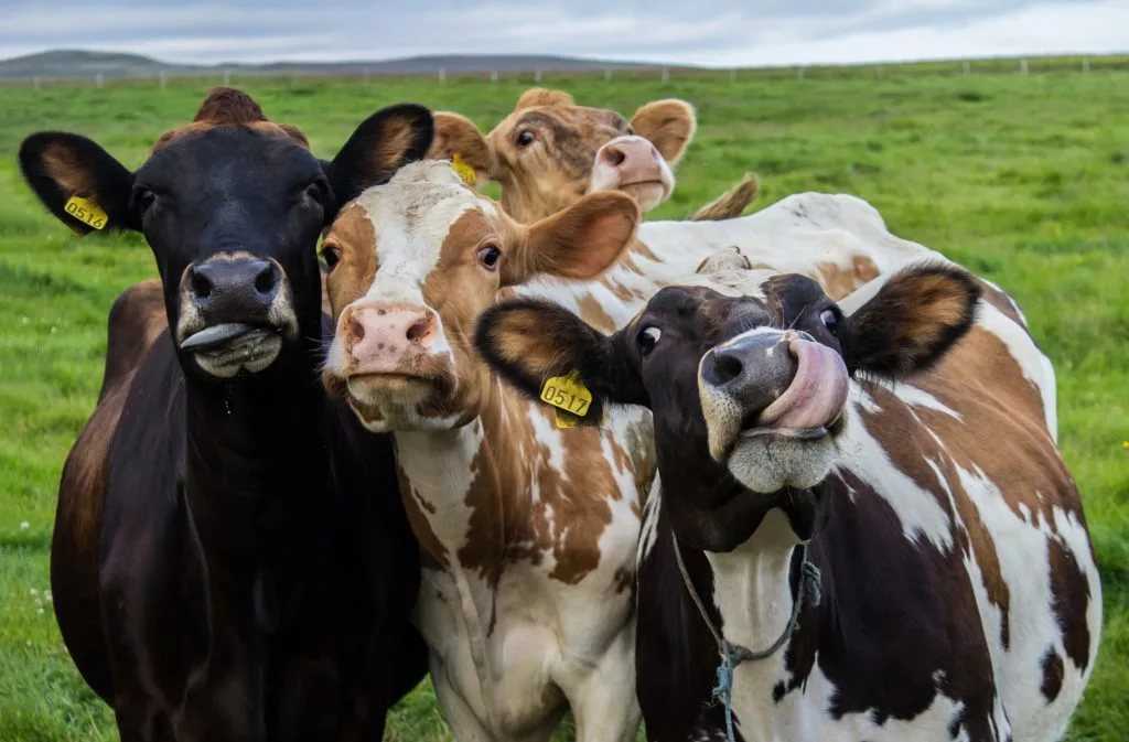 Лучшие молочные породы коров
