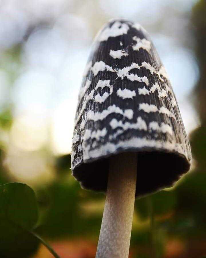 Навозник обыкновенный (coprinopsis cinerea) – грибы сибири
