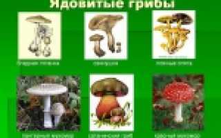 Королевский мухомор (описание и фото): гриб редкий и ядовитый