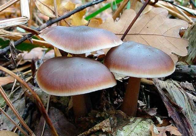 Коллибия семейная (клитоцибула семейная, clitocybula familia): как выглядят грибы, где и как растут, съедобны или нет