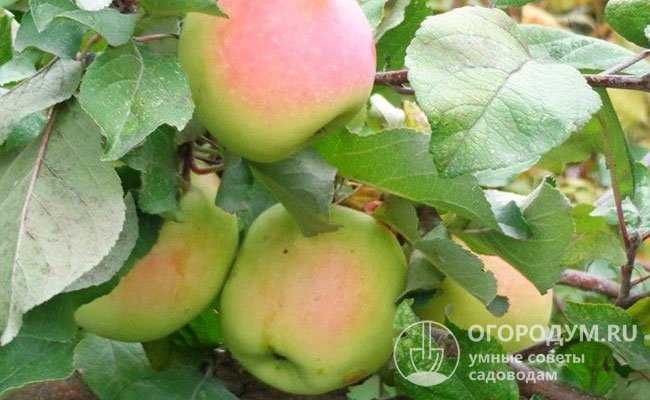 Сорт яблони «юнга»: характеристика, плюсы и минусы