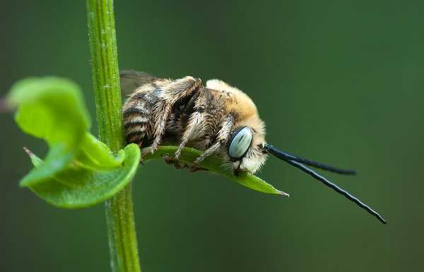 Породы пчел - названия, описания, характеристики