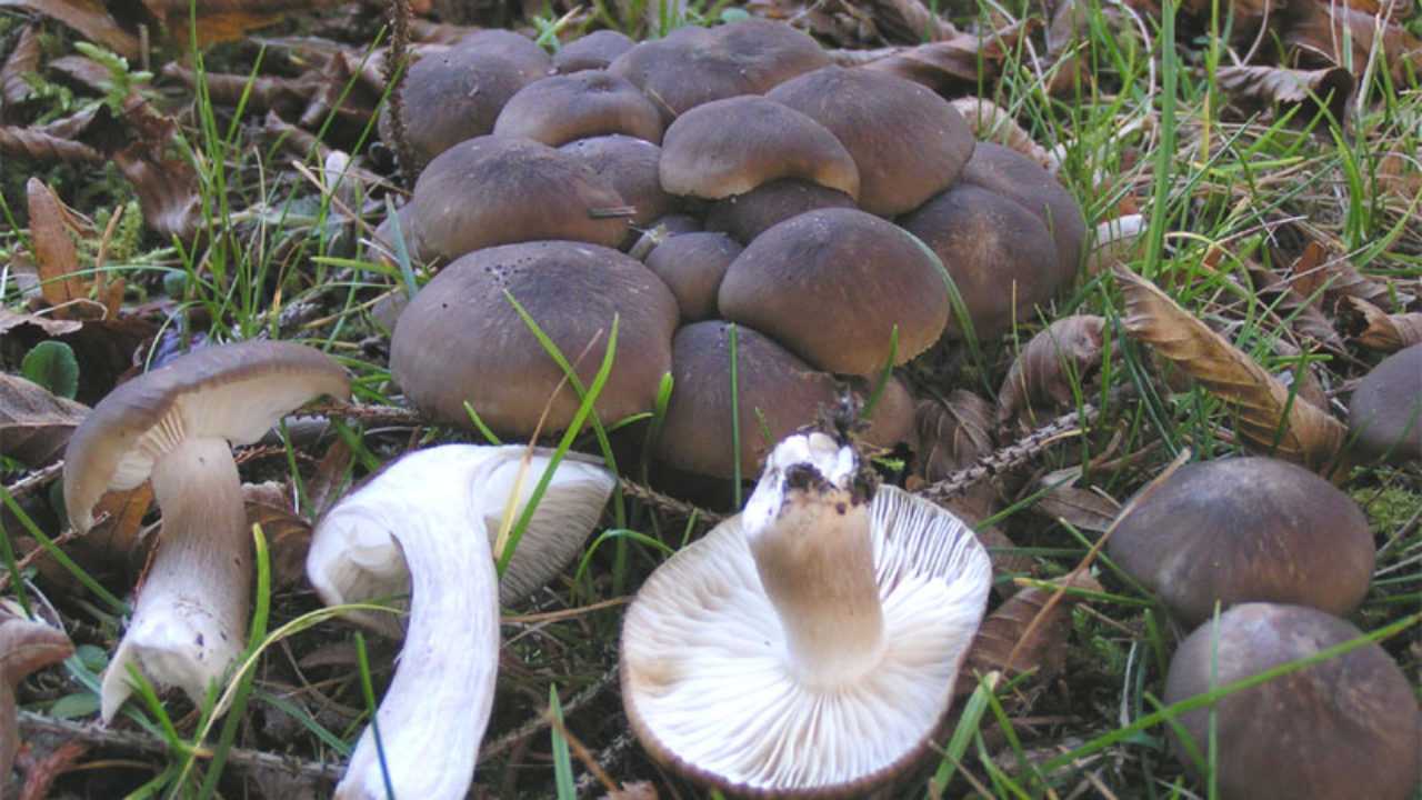 Рядовка скученная: съедобная или нет, как принимать, полезные свойства и возможный вред от гриба, фото и описание lyophyllum decastes