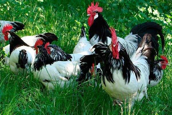 Порода кур билефельдер (42 фото): описание птиц. как вырастить цыплят? отзывы