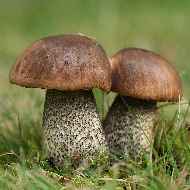 Ложный подберезовик: как он выглядит и как отличить его от съедобного гриба? | рутвет - найдёт ответ!