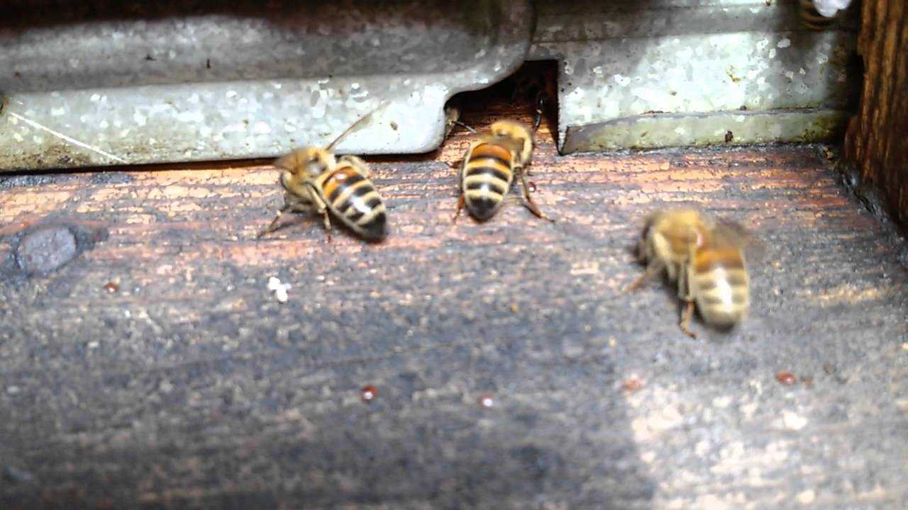Обработка пчел бипином от клеща осенью сроки как развести дозировка