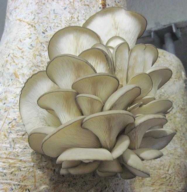 Особенности гриба вёшенка осенняя