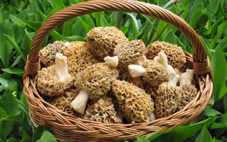 Главный секрет — где растут вкусные белые грибы