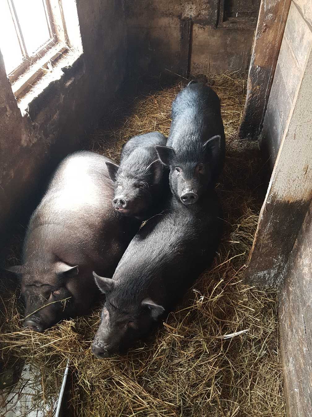 Вьетнамские свиньи разведение уход питание + фото отзывы - скороспел