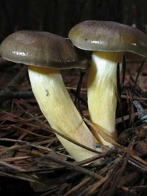 Съедобные грибы | майский гриб | мокруха еловая | гигрофор ранний | гигрофор оливково-белый | зеленушка