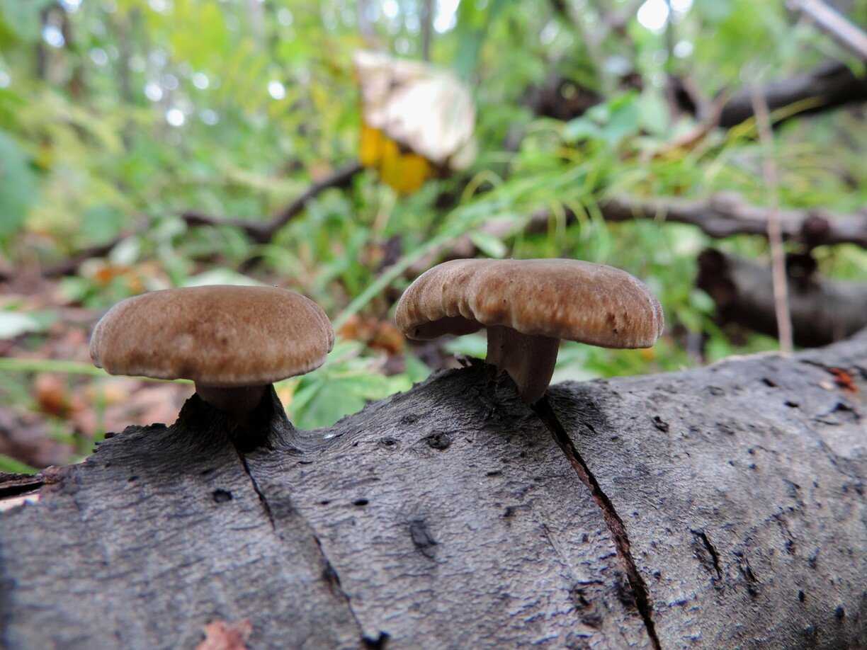 Календарь грибника: определитель грибов - как отличить ядовитые и съедобные грибы