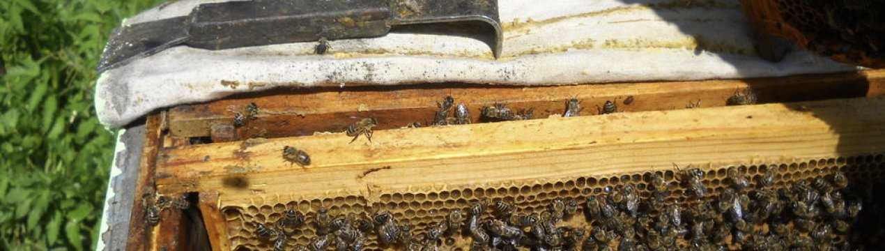 Объединение двух слабых пчелиных семей осенью, в августе