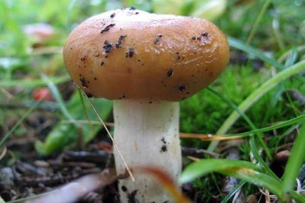 Как избежать ботулизма при консервировании грибов