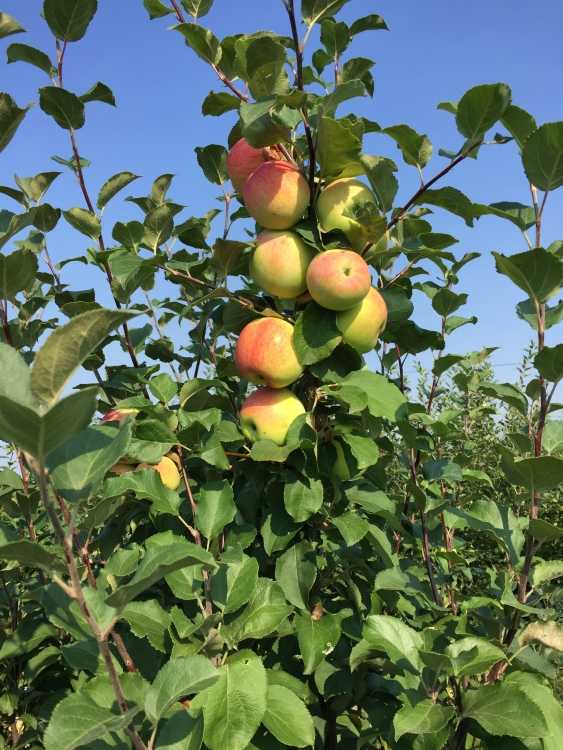 Сорт яблок башкирская красавица описание, фото, отзывы