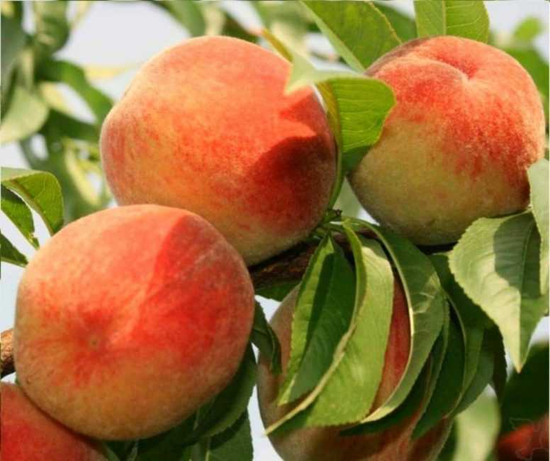 Лучшие сорта персиков для россии с фото и описанием: самоплодные, морозоустойчивые, отзывы