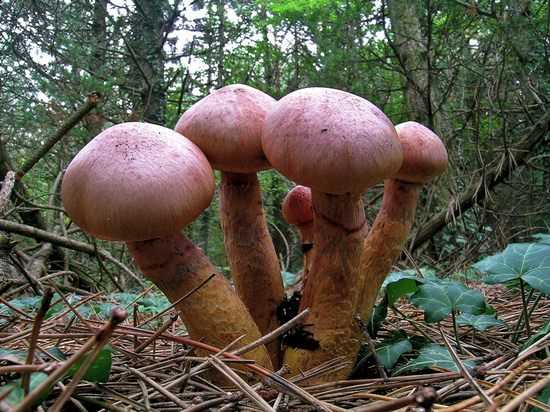 Мокруха пятнистая: как выглядит, где растет, можно ли употреблять в пищу. Ложные двойники гриба. Правила сбора и приготовления разновидности.