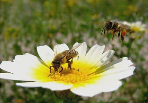Как и когда собирать пыльцу у пчел правильно | практическое пчеловодство
