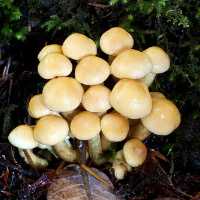 Съедобен или нет весенний гриб саркосцифа, где он растет и как выглядит