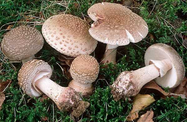 Мухомор шишковидный – красивый белый гриб