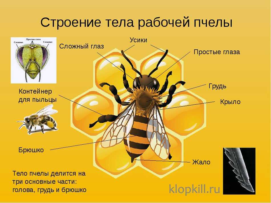 Как выглядит настоящая пчела: строение, сколько крыльев, все о пчелиной семье