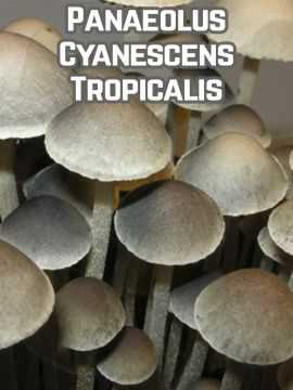 Серная голова (hyphaloma cyanescens или psilocybe mairei): последствия употребления и где растет этот гриб