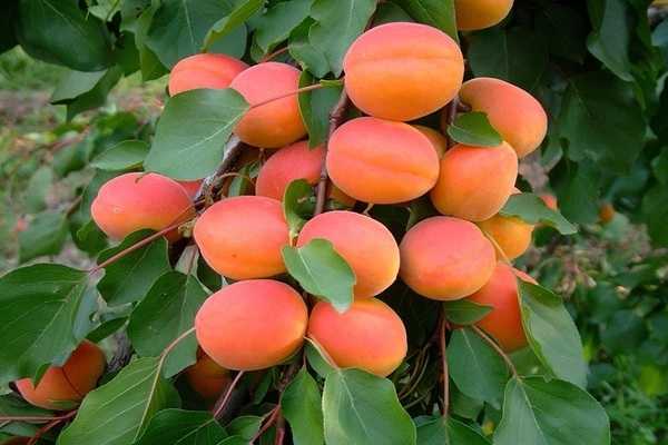 Неприхотливый сорт абрикоса медовый: описание, характеристика