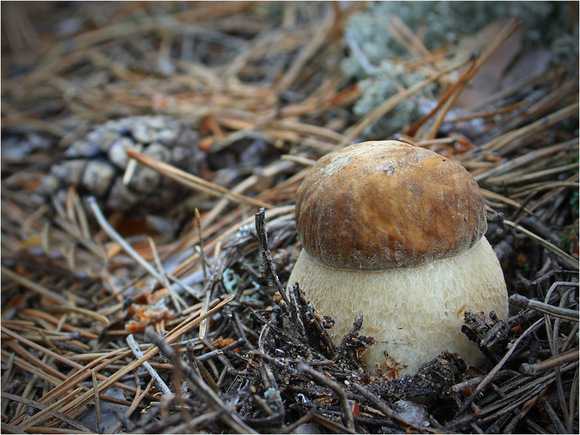 Белый гриб: выращивание в домашних условиях и на даче (самый простой способ), фото + видео