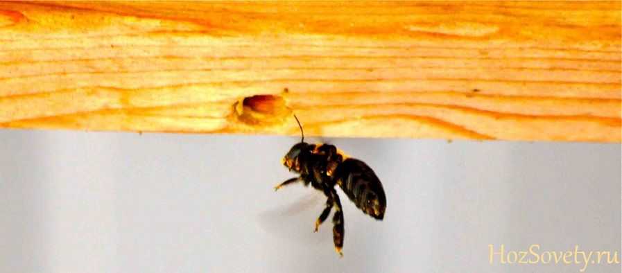 Как избавиться от древесных пчел, пчела плотник