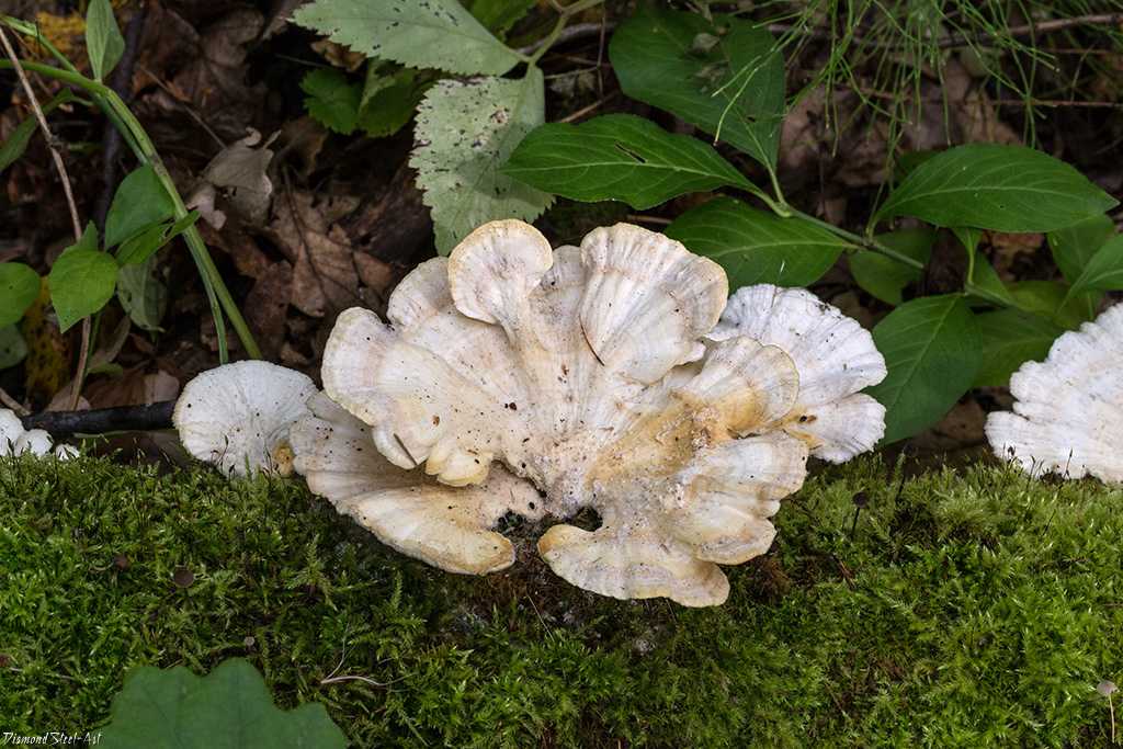 Шпальный гриб — википедия