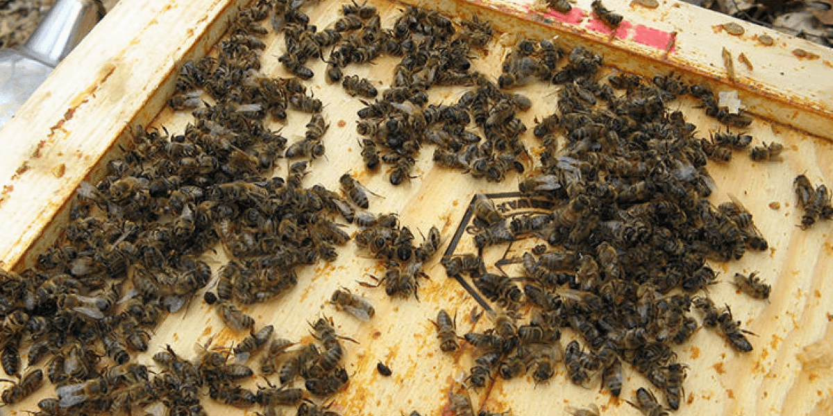 Подмор пчелиный: применение для мужчин, польза, для потенции, при простатите, аденоме простаты