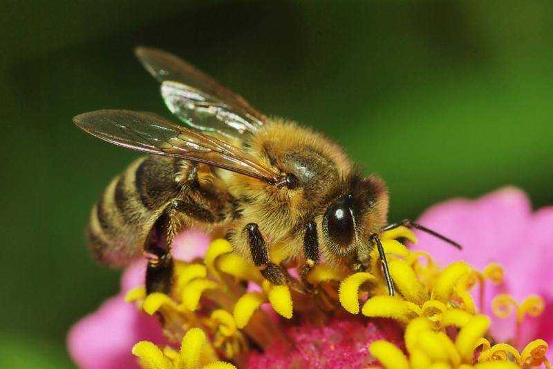 Меню пчелы: разбираем все секреты