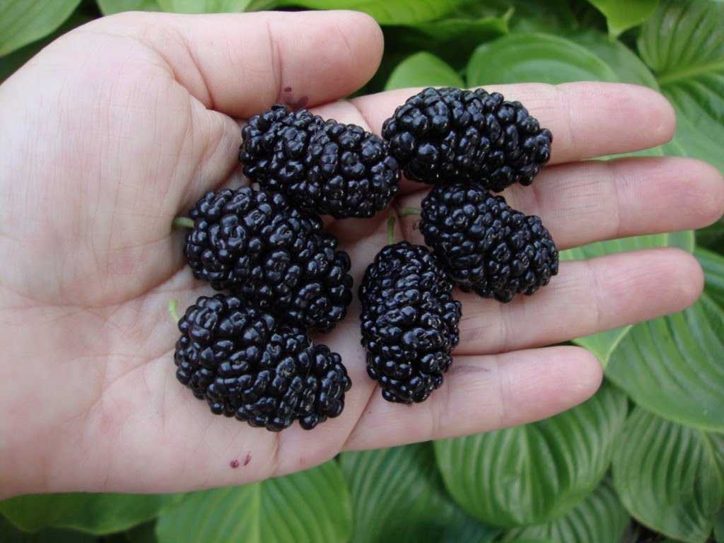 Сорта черной шелковицы и особенности ее выращивания