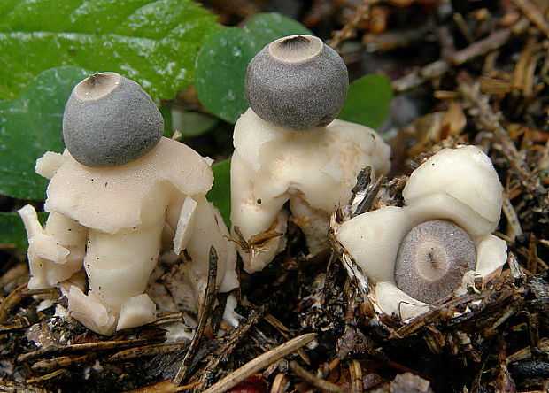 Звездовик сводчатый: польза гриба. где растет звездовик?
