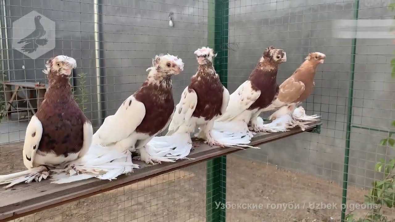 Бакинские голуби: описание вида, фото и видео