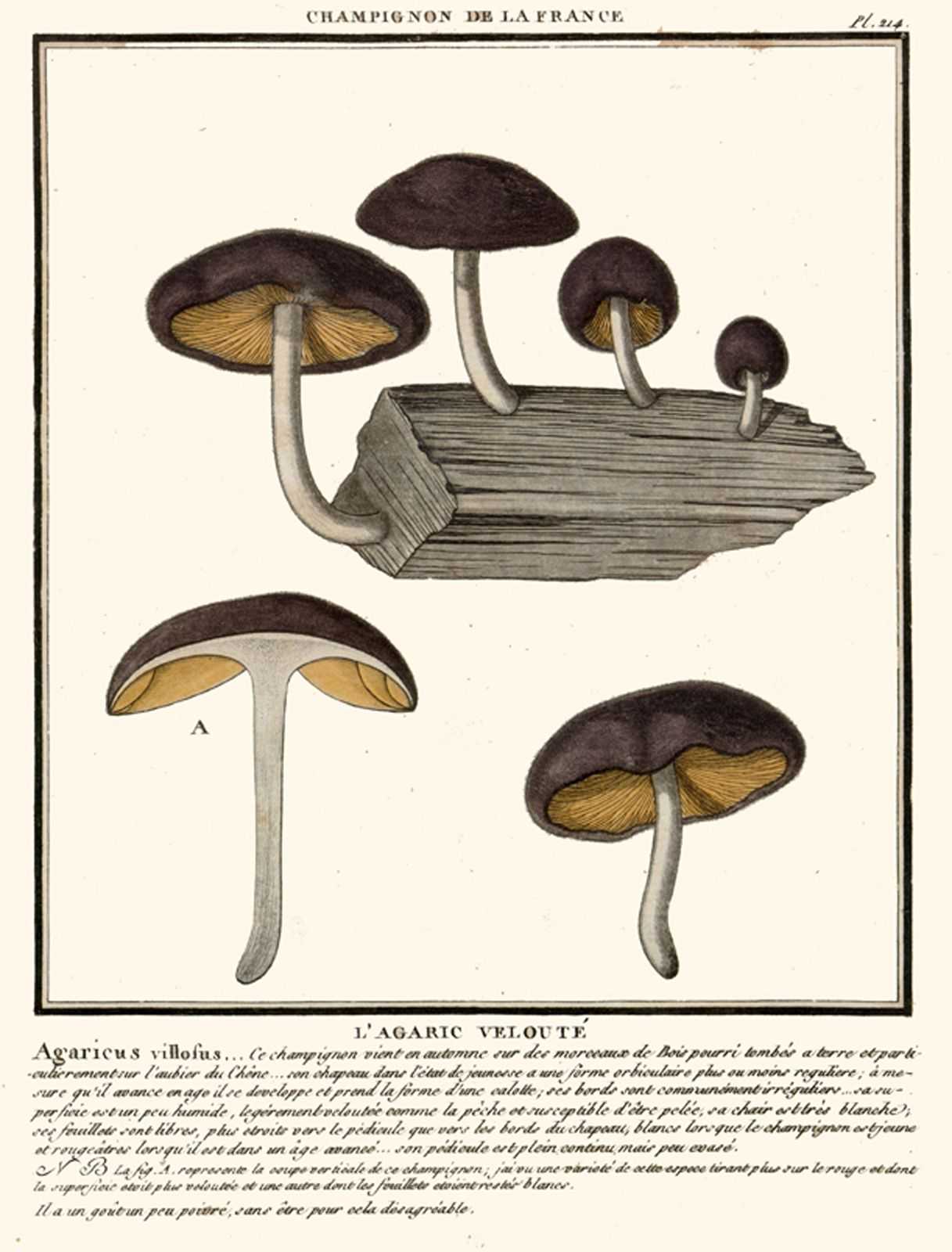 Плютей золотистожилковый (pluteus chrysophlebius) –  грибы сибири