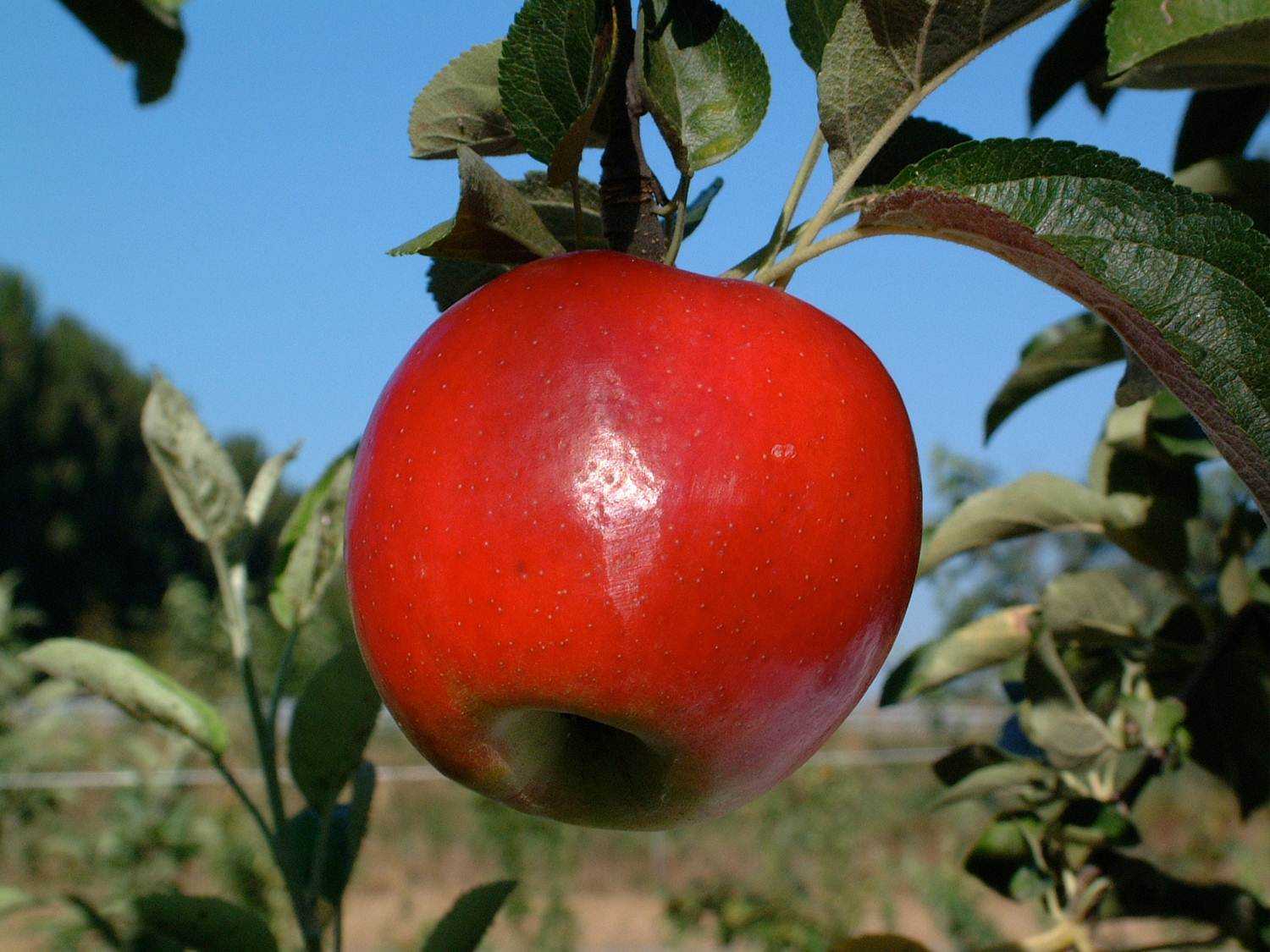 Описание сорта яблони сенатор: фото яблок, важные характеристики, урожайность с дерева