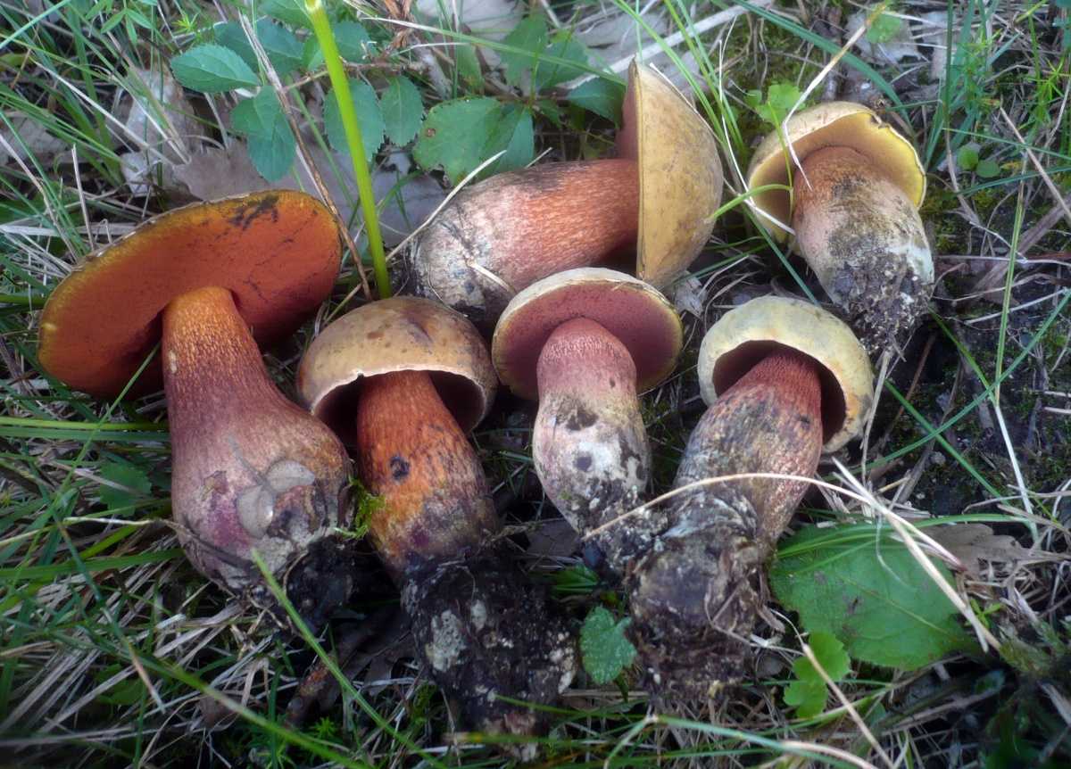 Какие грибы относятся к трубчатым и их описание (+39 фото)