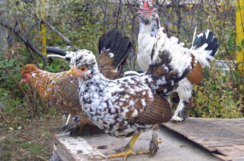 Куры бентамки (28 фото): описание и выращивание породы, алтайские цыплята и другие разновидности бентамки