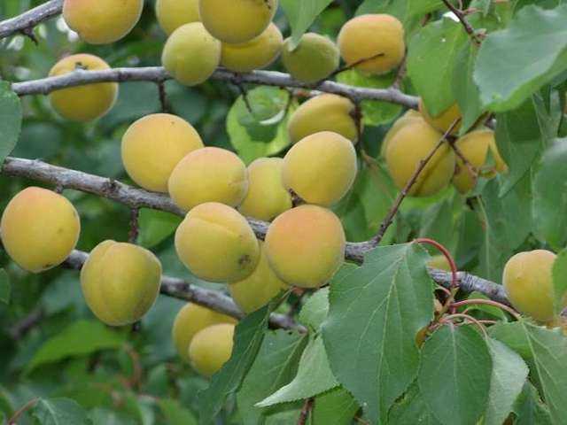Особенности выращивания абрикоса шалах