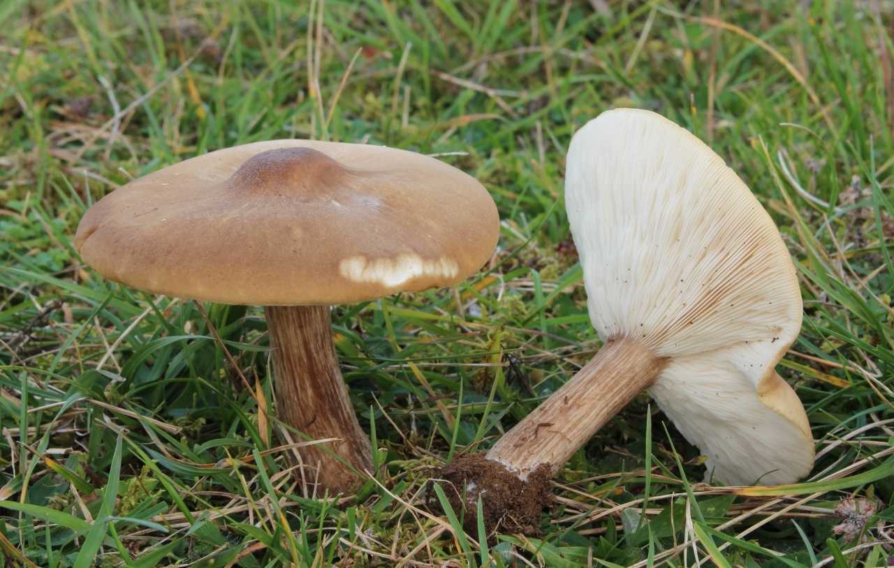 Меланолейка коротконожковая (melanoleuca brevipes) –  грибы сибири