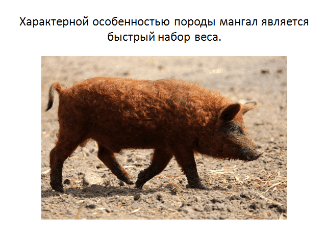 Уход и содержание свиней породы мангал: описание с фото и отзывами заводчиков (+видео)