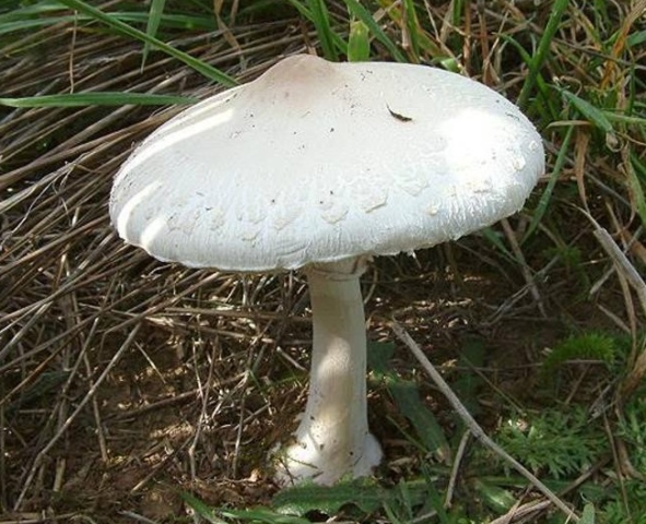 Маринованные зонтики: можно ли есть грибы, рецепты на зиму без стерилизации