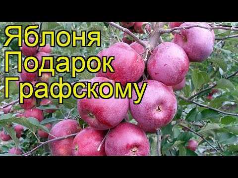 Яблоня подарок садоводам: особенности сорта и ухода