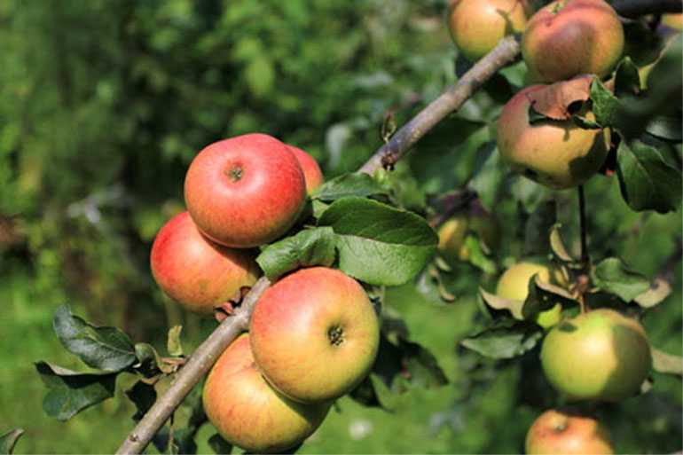 Яблоня приземленное: особенности сорта и ухода - сорта яблонь: полный каталог